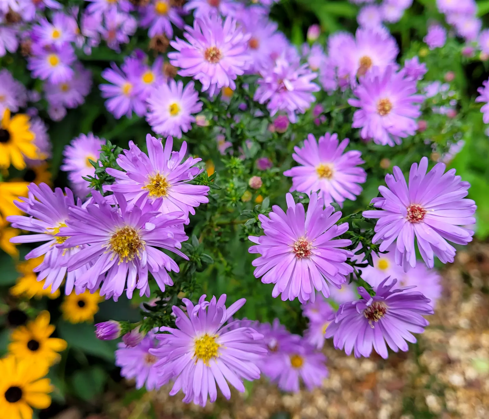 Smooth Aster (Symphyotrichum Laeve 'Bluebird') — the Smooth Aster forms an upright clump that is ideal for the middle or back borders of a garden, image 79
