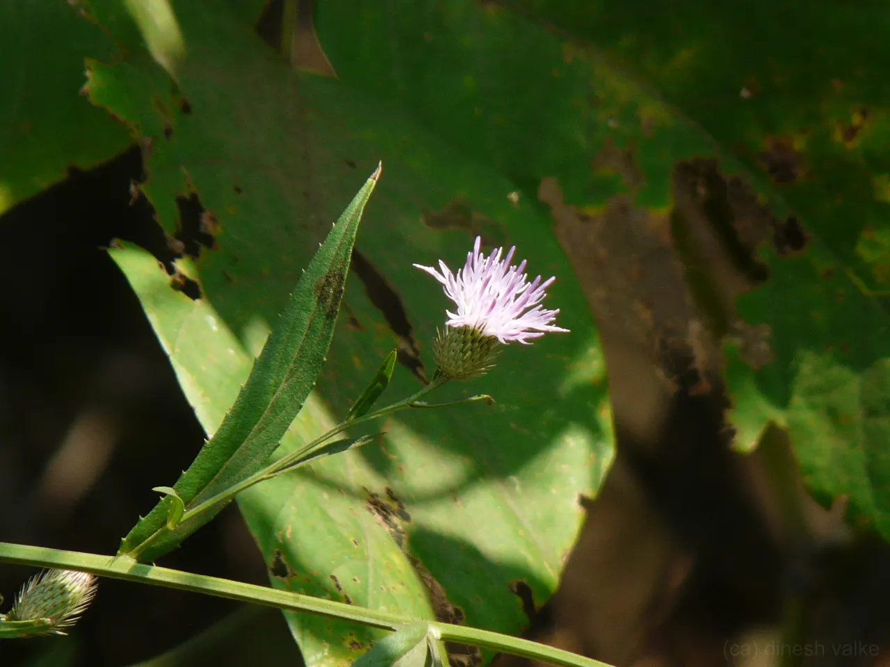 Smooth Aster (Symphyotrichum Laeve 'Bluebird') — enriching your client's garden with both beauty and biodiversity; but deadheading can encourage a, image 51