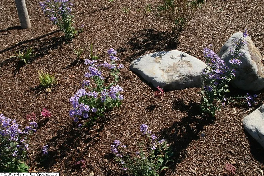 Smooth Aster (Symphyotrichum Laeve 'Bluebird') — blue flowers in the garden; the Smooth Aster 'Bluebird' (Symphyotrichum laeve) is a vibrant North, image 52