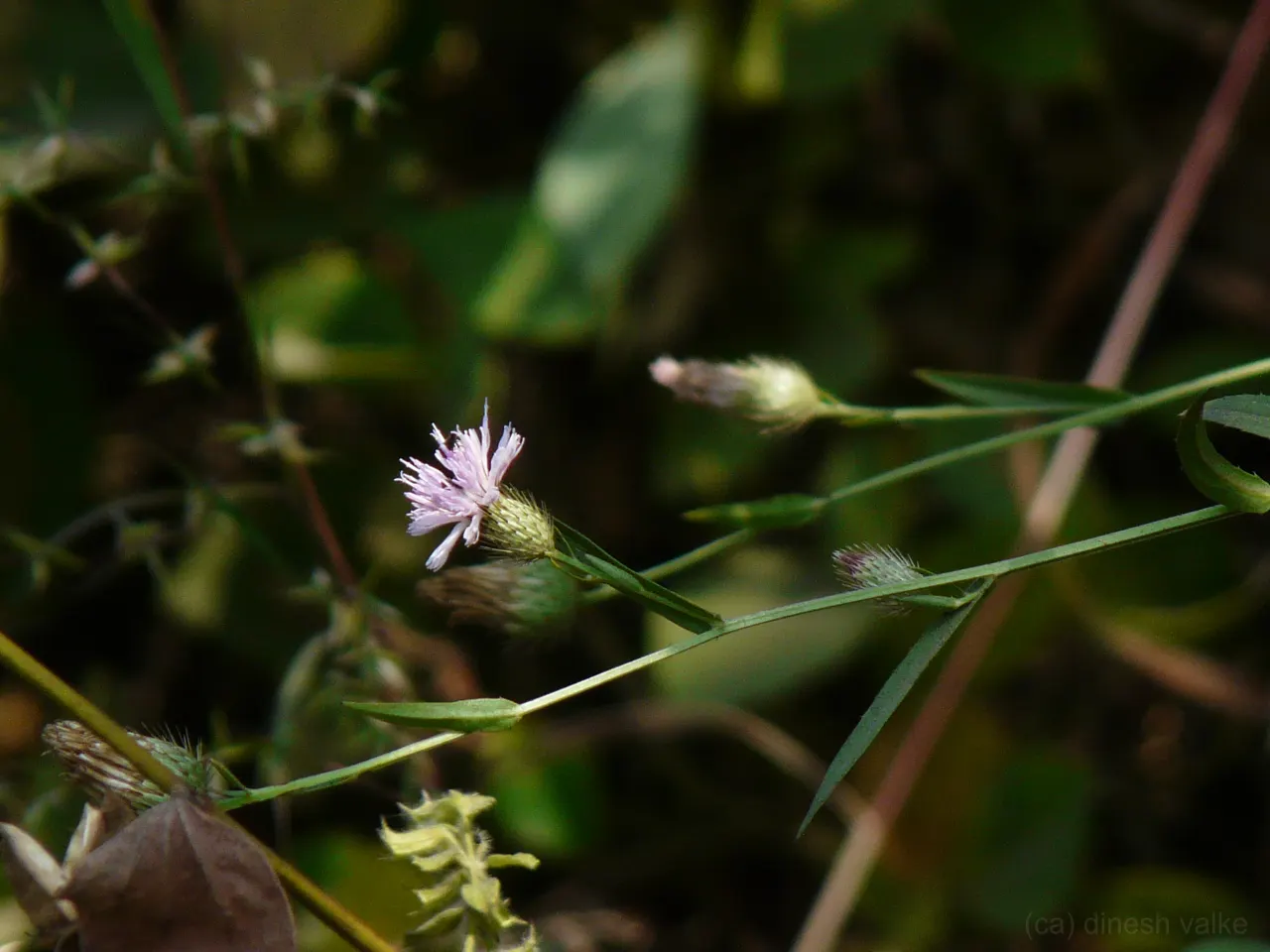 Smooth Aster (Symphyotrichum Laeve 'Bluebird') — peaking around September through October.<br><br>Growing to a height of 2 to 3 feet with a similar, image 78