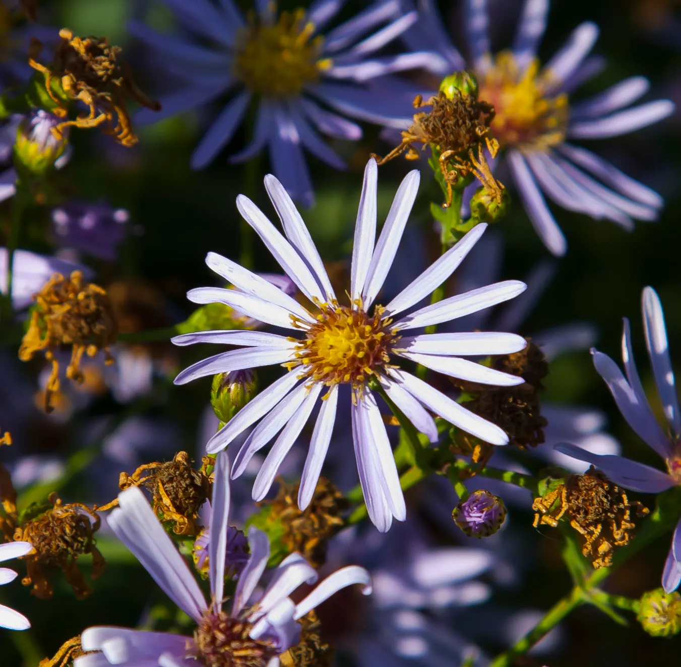 Smooth Aster (Symphyotrichum Laeve 'Bluebird') — enriching your client's garden with both beauty and biodiversity; but deadheading can encourage a longer