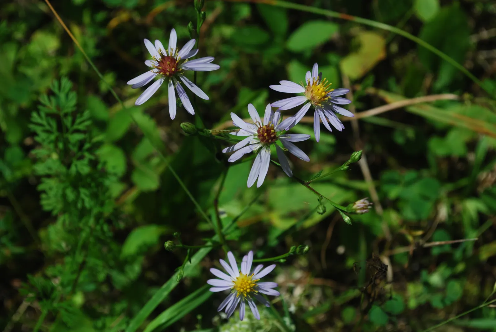Smooth Aster (Symphyotrichum Laeve 'Bluebird') — adding dynamism to the garden ecosystem; this hardy aster thrives in zones 4-8, reaching 2-3 feet, image 47