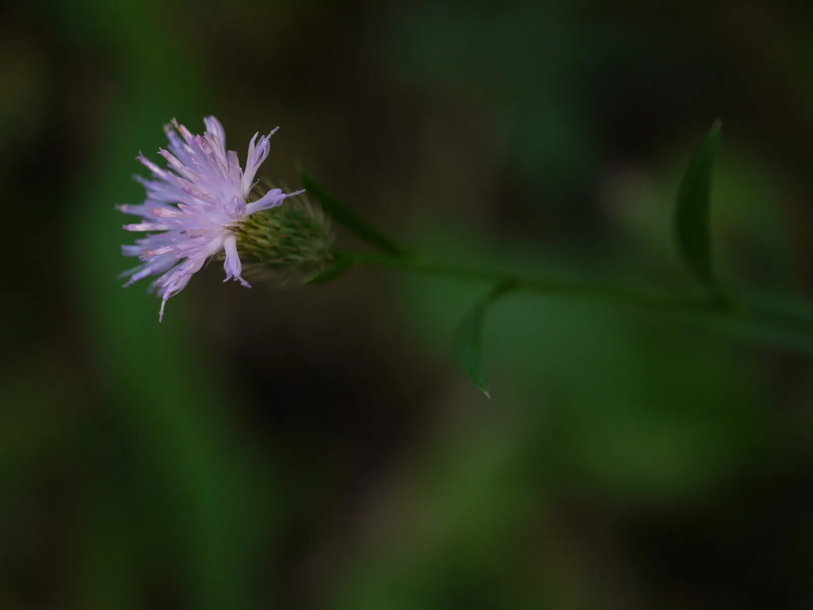 Smooth Aster (Symphyotrichum Laeve 'Bluebird') — Preferring full sun to part shade, it is adaptable to various soils; the Smooth Aster forms an upright clump