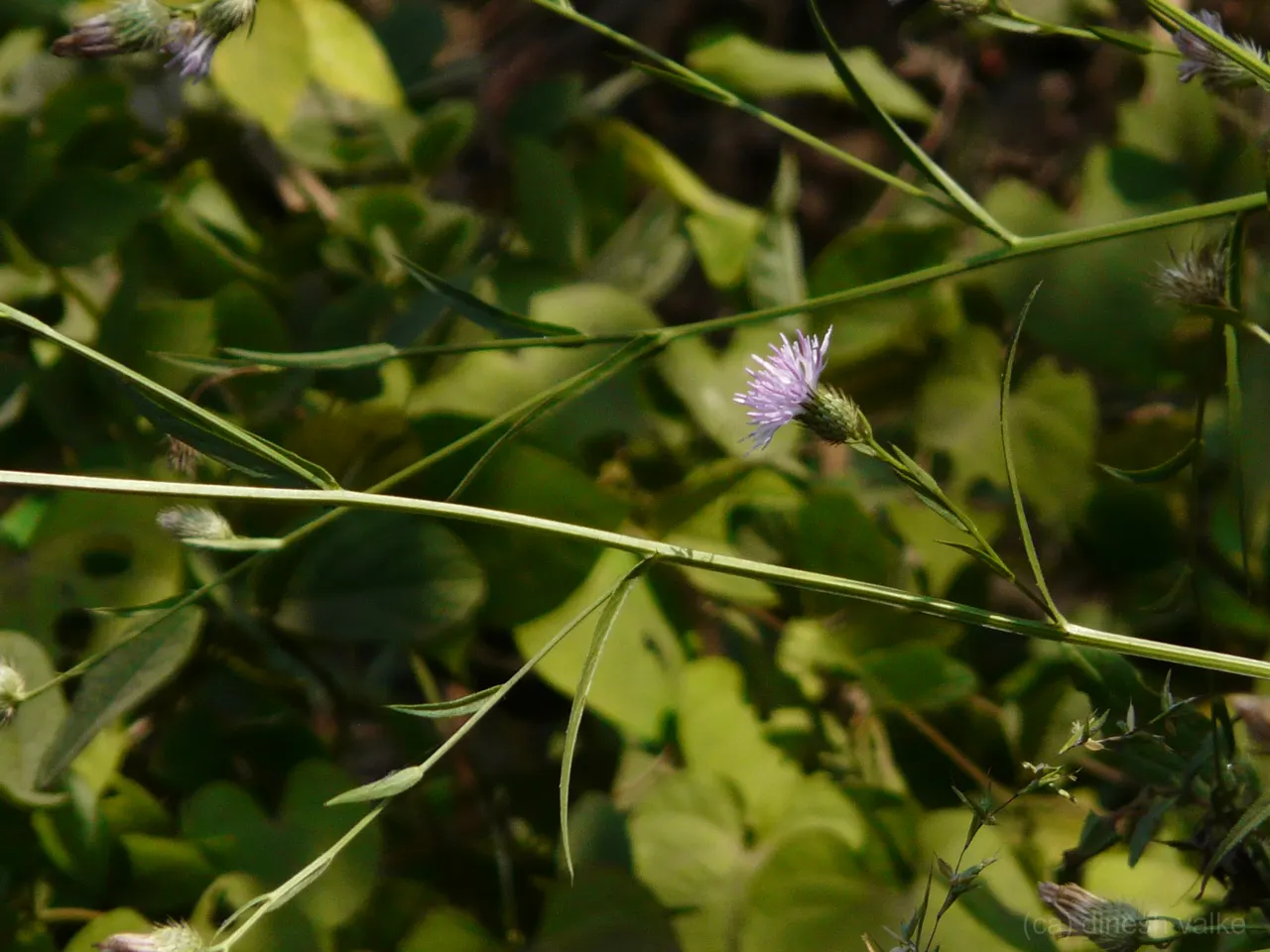 Smooth Aster (Symphyotrichum Laeve 'Bluebird') — but deadheading can encourage a longer blooming period; showcasing its adaptability to various, image 66