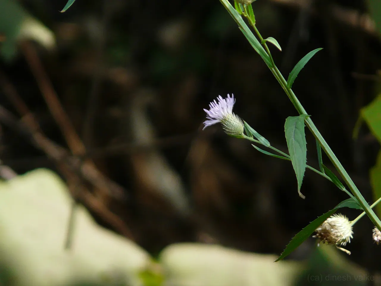 Smooth Aster (Symphyotrichum Laeve 'Bluebird') — With a hardiness range from USDA zones 4 through 8; and a light pruning in late winter prepares it, image 64