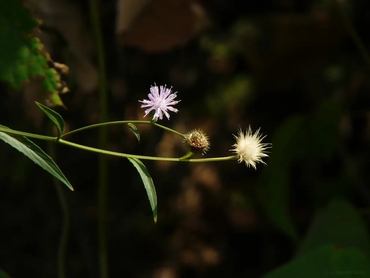Smooth Aster (Symphyotrichum Laeve 'Bluebird') — With a hardiness range from USDA zones 4 through 8; and a light pruning in late winter prepares it, image 82