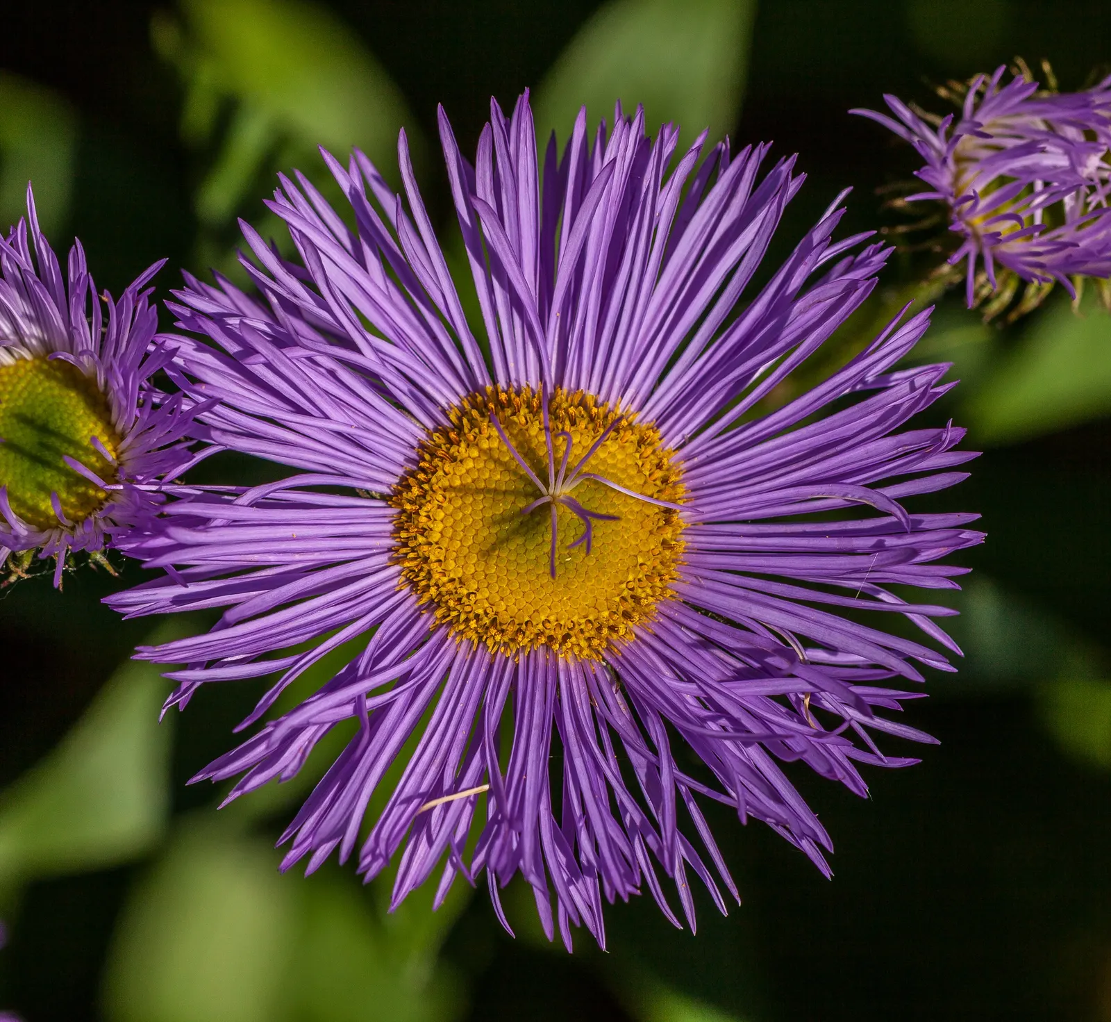 Smooth Aster (Symphyotrichum Laeve 'Bluebird') — This plant prefers full sun to part shade and thrives in well-drained soil