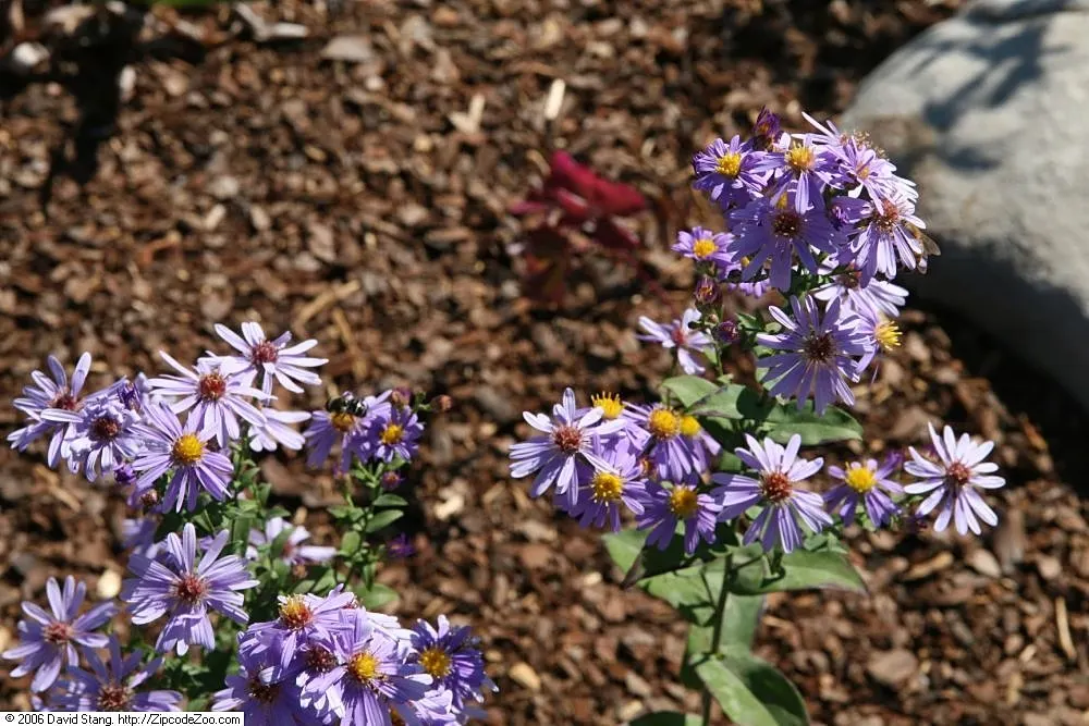 Smooth Aster (Symphyotrichum Laeve 'Bluebird') — Preferring full sun to part shade, it is adaptable to various soils; the Smooth Aster forms an, image 58