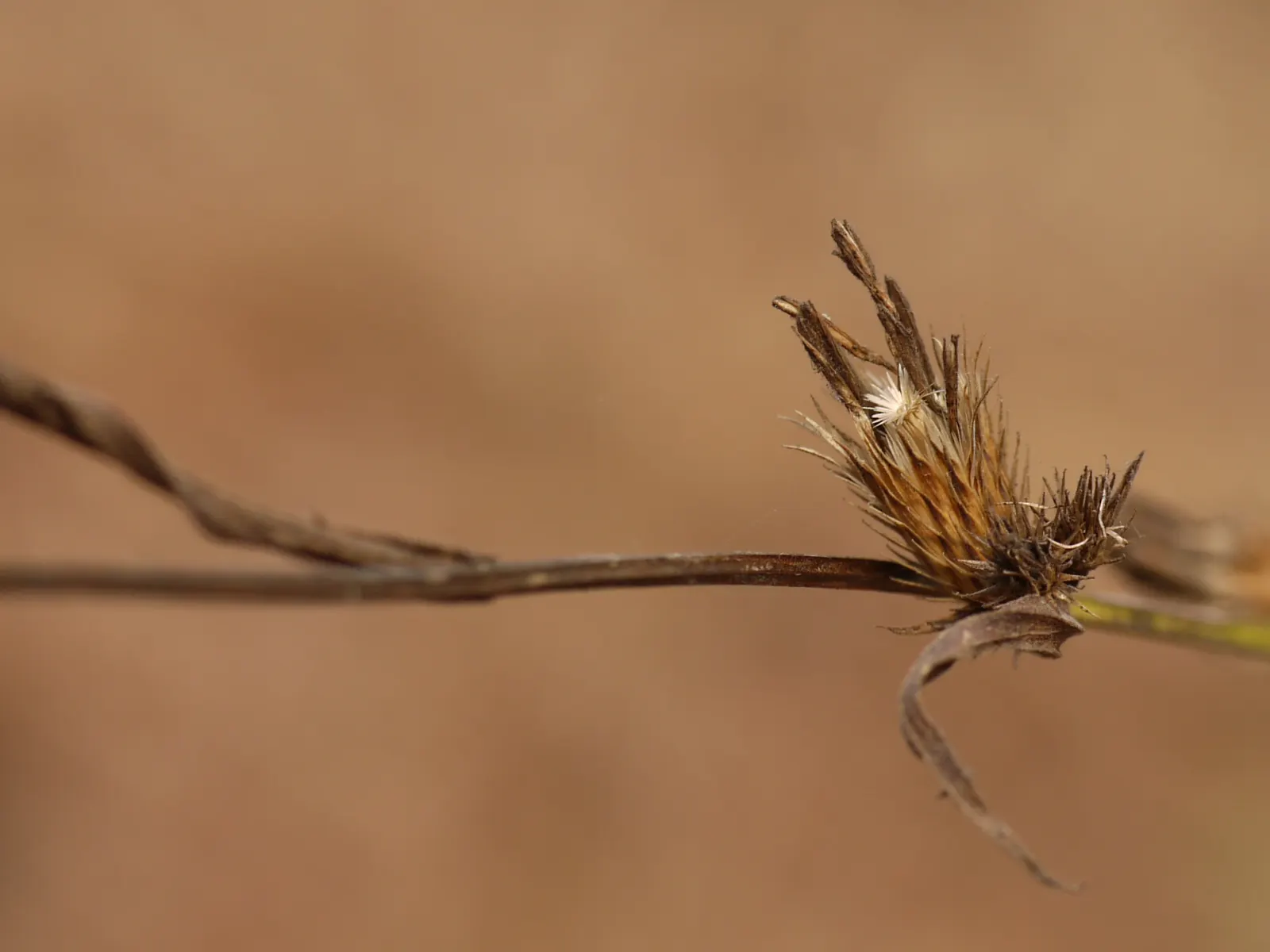 Smooth Aster (Symphyotrichum Laeve 'Bluebird') — Preferring full sun to part shade, it is adaptable to various soils; the Smooth Aster forms an, image 40