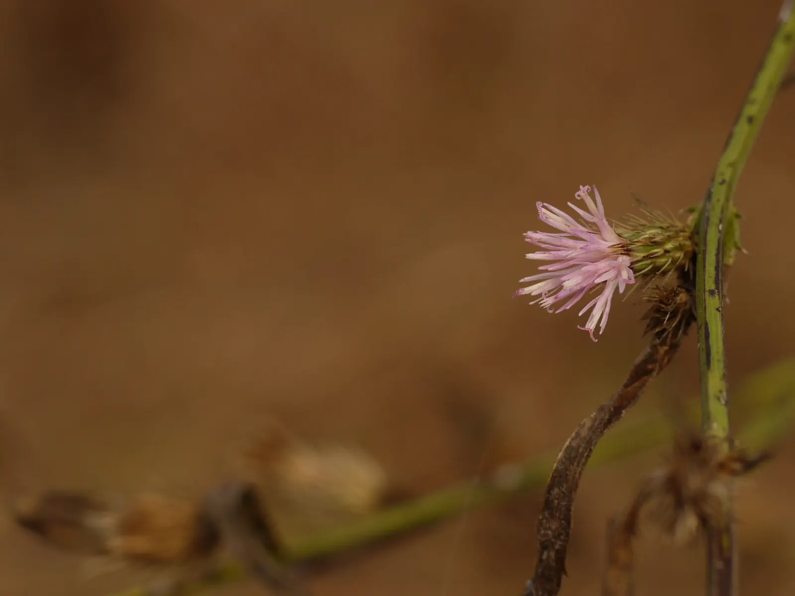 Smooth Aster (Symphyotrichum Laeve 'Bluebird') — showcasing its adaptability to various garden conditions