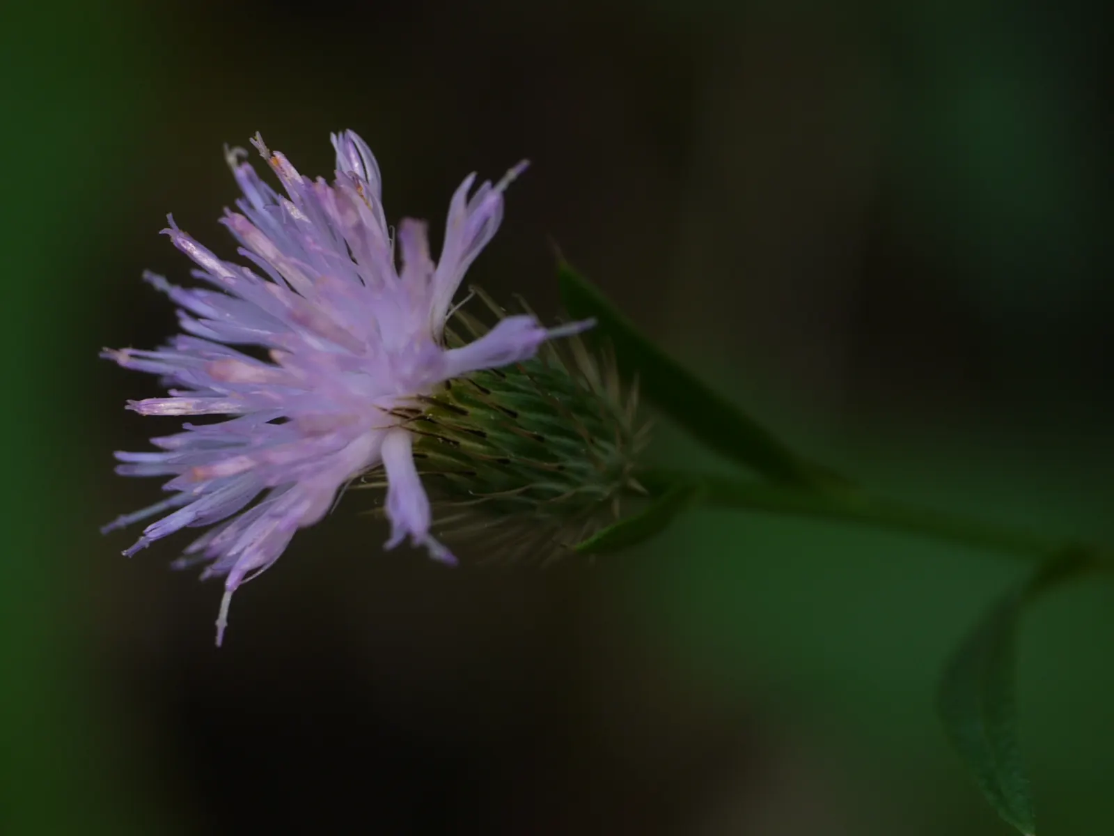 Smooth Aster (Symphyotrichum Laeve 'Bluebird') — perennial for full
