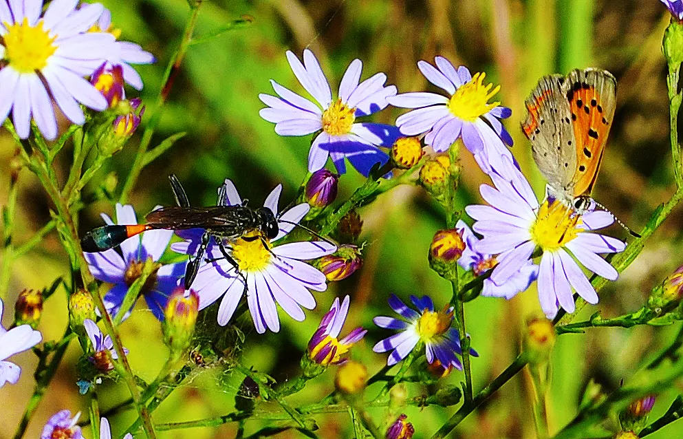 Smooth Aster (Symphyotrichum Laeve 'Bluebird') — but deadheading can encourage a longer blooming period; showcasing its adaptability to various, image 48