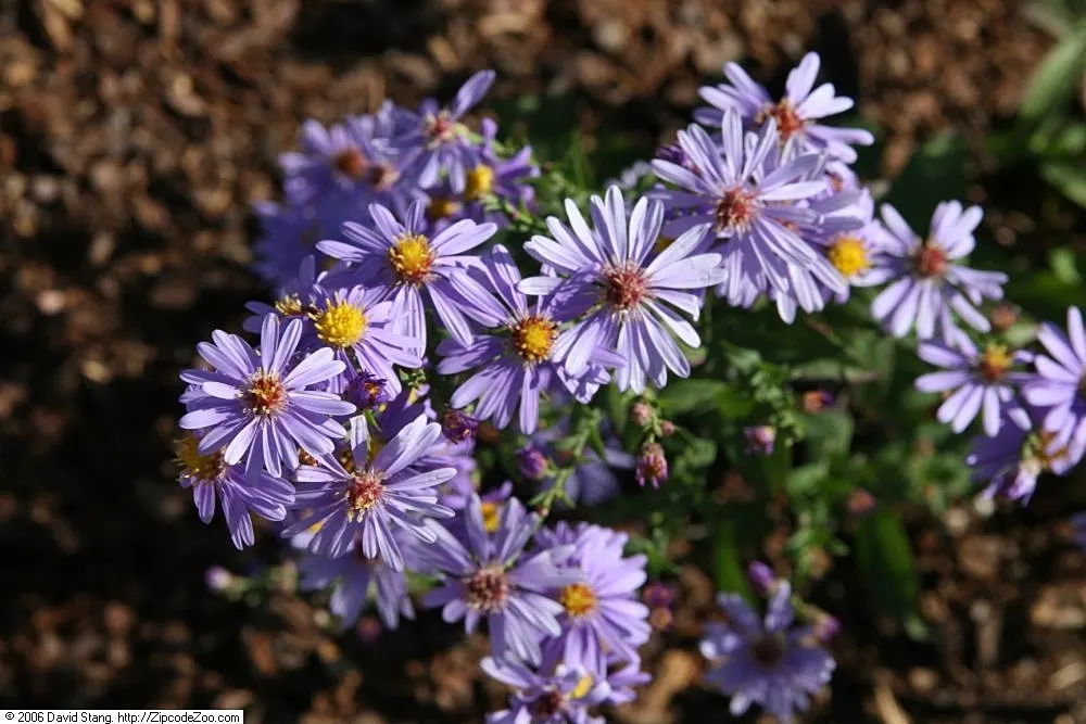 Smooth Aster (Symphyotrichum Laeve 'Bluebird') — the Smooth Aster forms an upright clump that is ideal for the middle or back borders of a garden, image 61