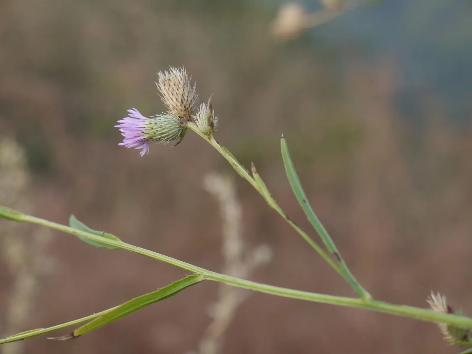 Smooth Aster (Symphyotrichum Laeve 'Bluebird') — This hardy aster thrives in zones 4-8, reaching 2-3 feet in height and spreading up to 2 feet, image 38
