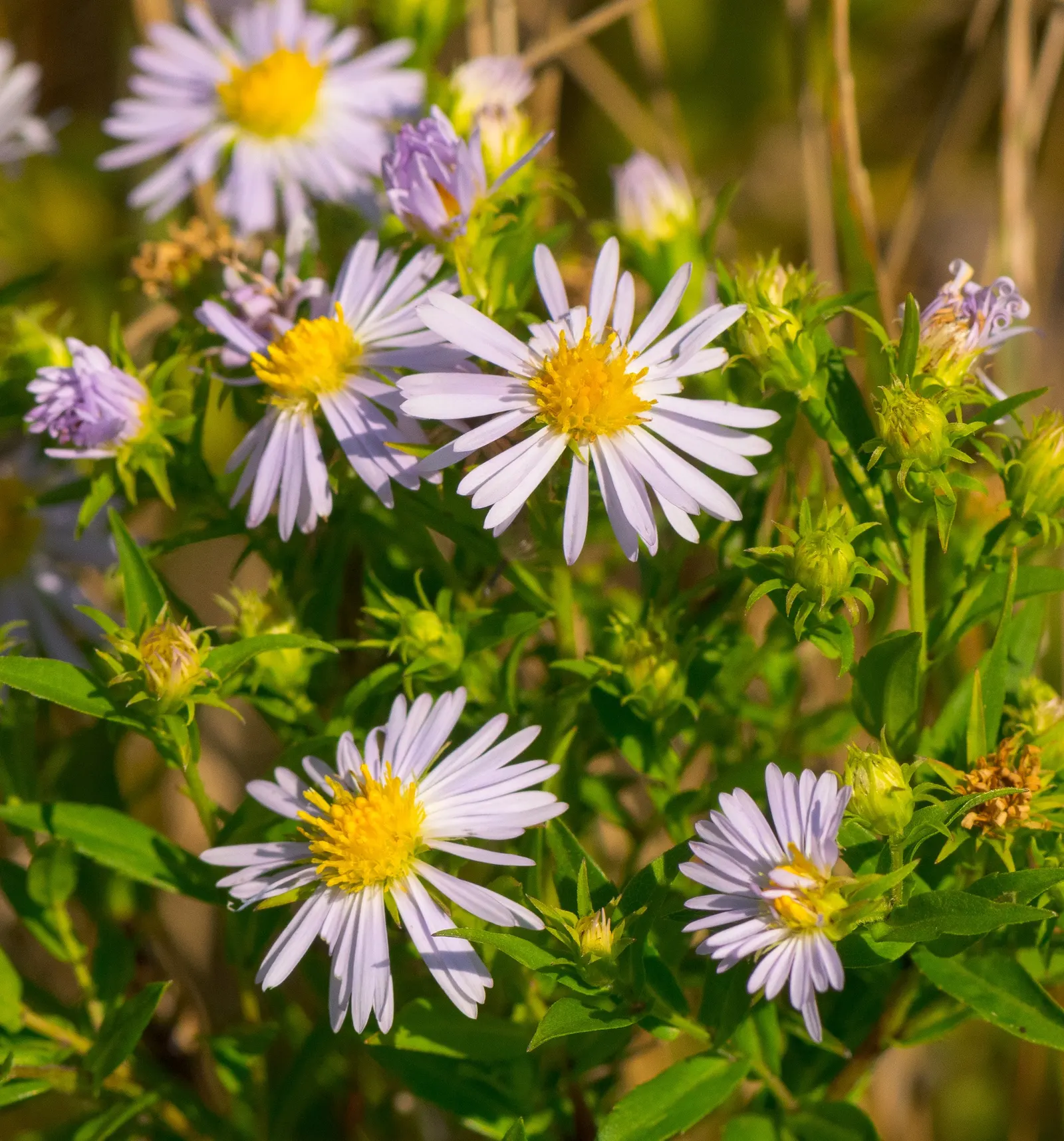 Smooth Aster (Symphyotrichum Laeve 'Bluebird') — the Smooth Aster forms an upright clump that is ideal for the middle or back borders of a garden bed