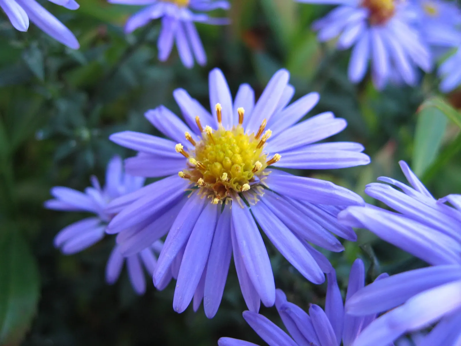Smooth Aster (Symphyotrichum Laeve 'Bluebird') — enriching your client's garden with both beauty and biodiversity
