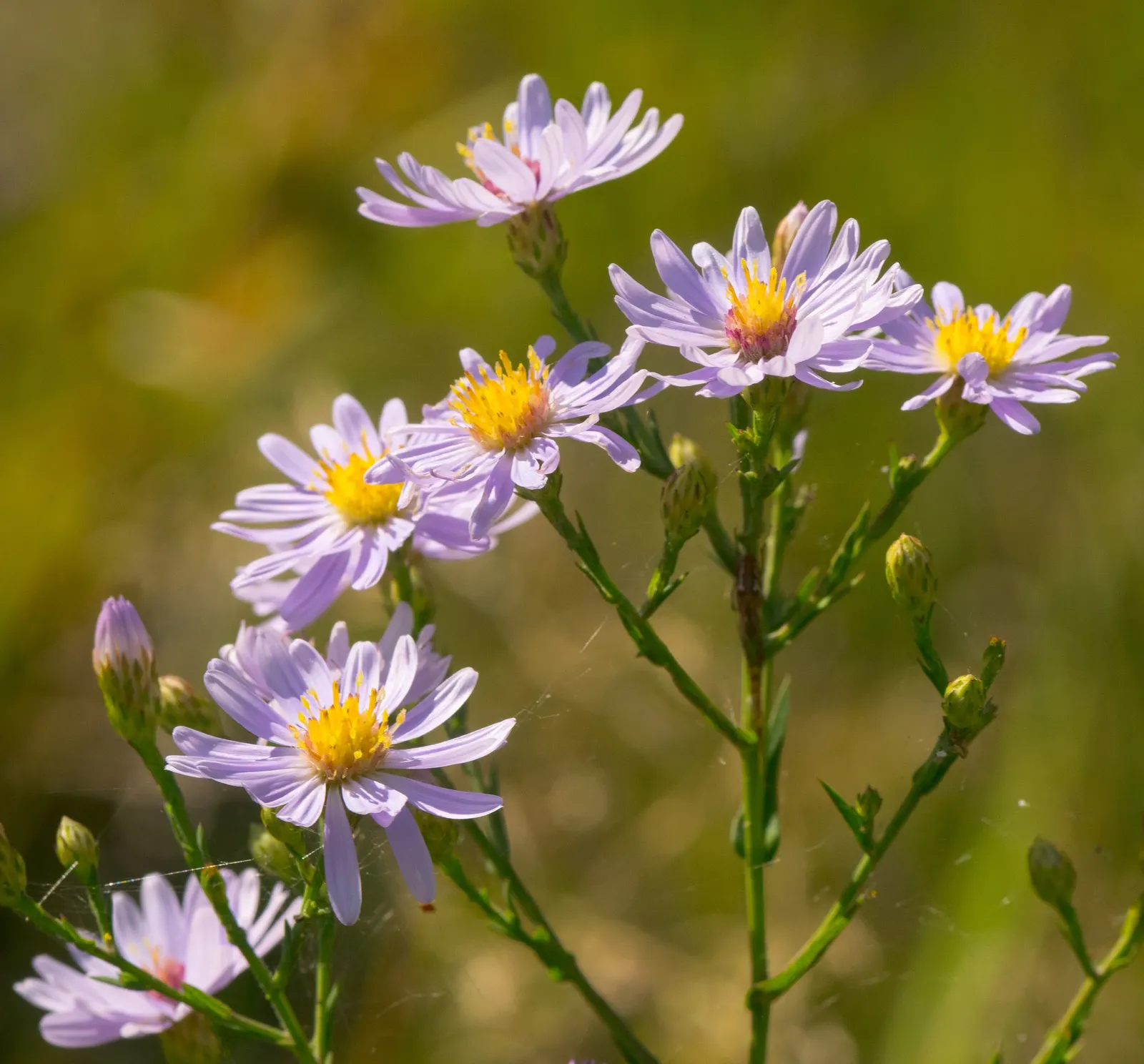 Smooth Aster (Symphyotrichum Laeve 'Bluebird') — perennial with blue blooms; this plant prefers full sun to part shade and thrives in well-drained, image 89