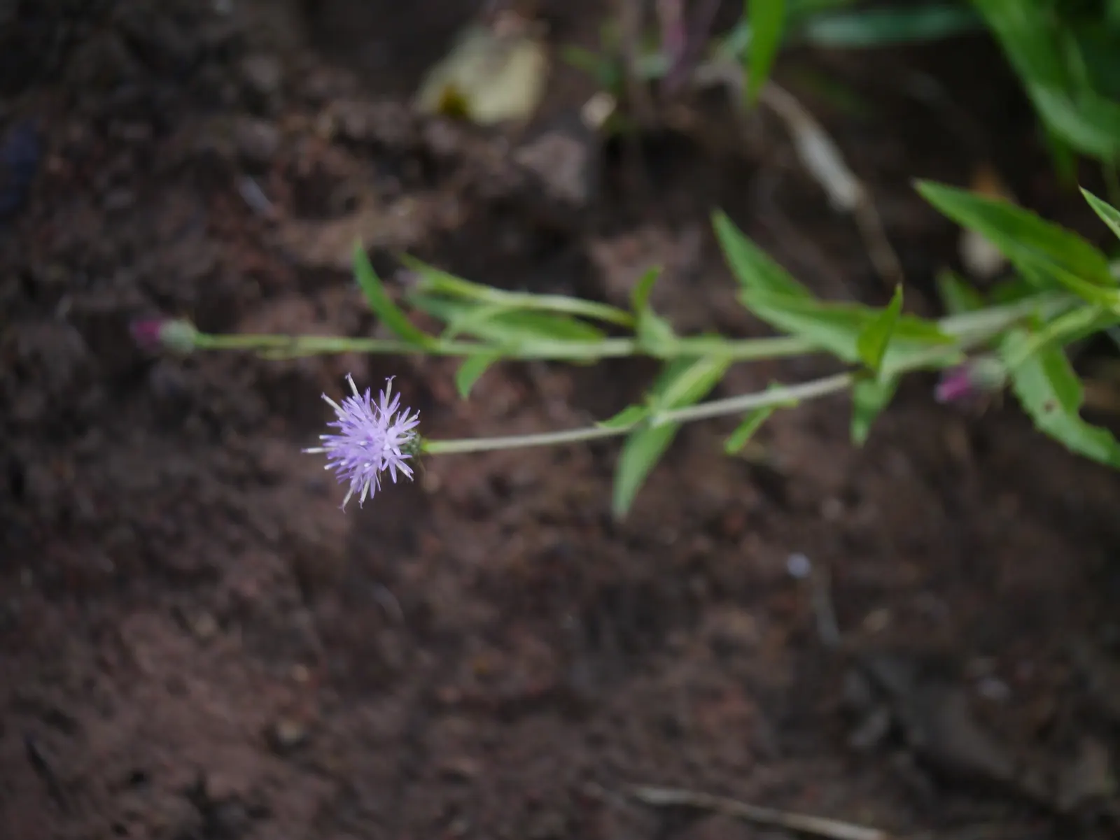 Smooth Aster (Symphyotrichum Laeve 'Bluebird') — blue flowers in the garden; the Smooth Aster 'Bluebird' (Symphyotrichum laeve) is a vibrant North American