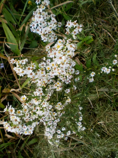 Smooth Aster (Symphyotrichum Laeve 'Bluebird') — blue flowers in the garden; the Smooth Aster 'Bluebird' (Symphyotrichum laeve) is a vibrant North, image 88