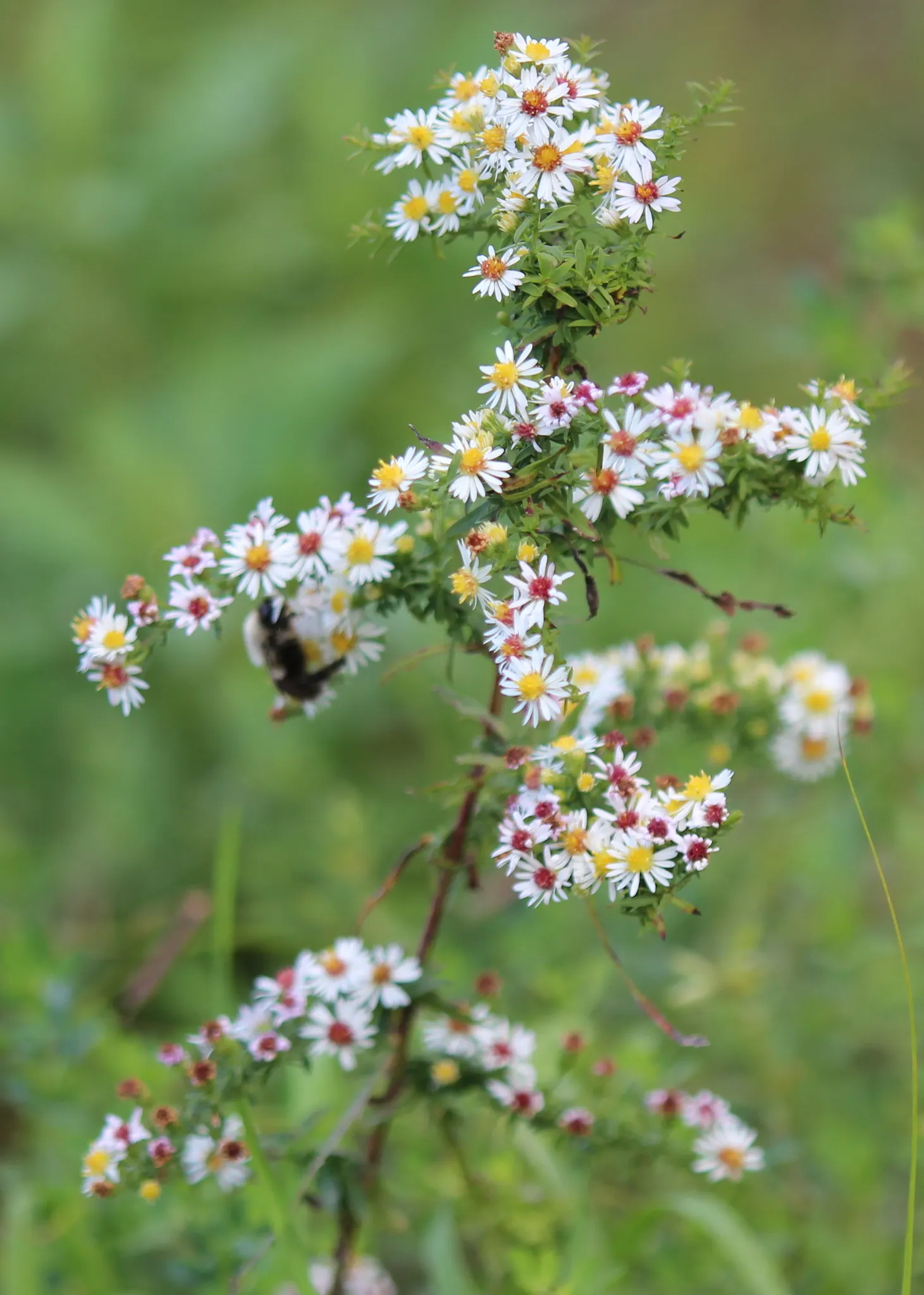Smooth Aster (Symphyotrichum Laeve 'Bluebird') — With a hardiness range from USDA zones 4 through 8