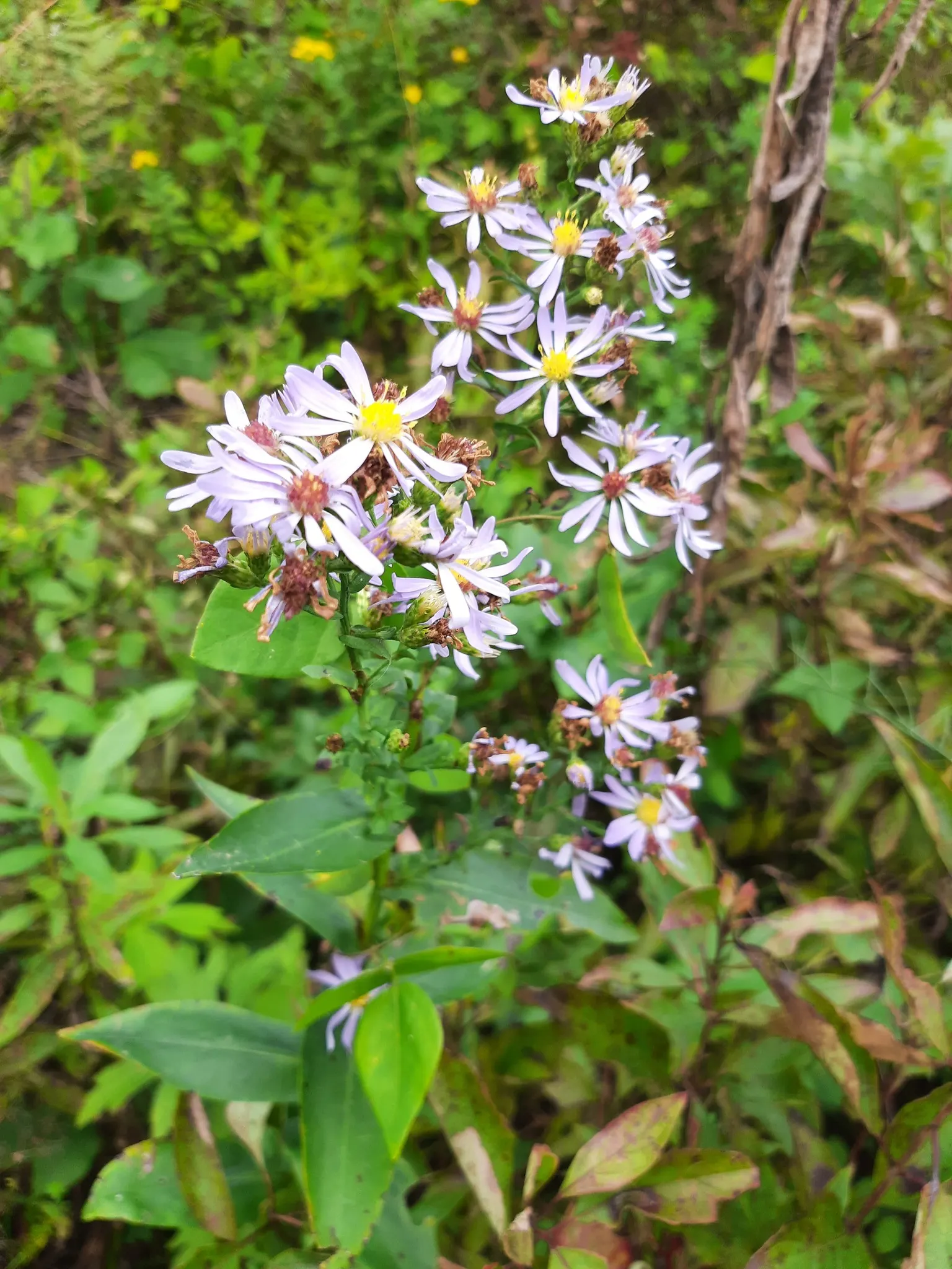 Smooth Aster (Symphyotrichum Laeve 'Bluebird') — perennial with blue blooms