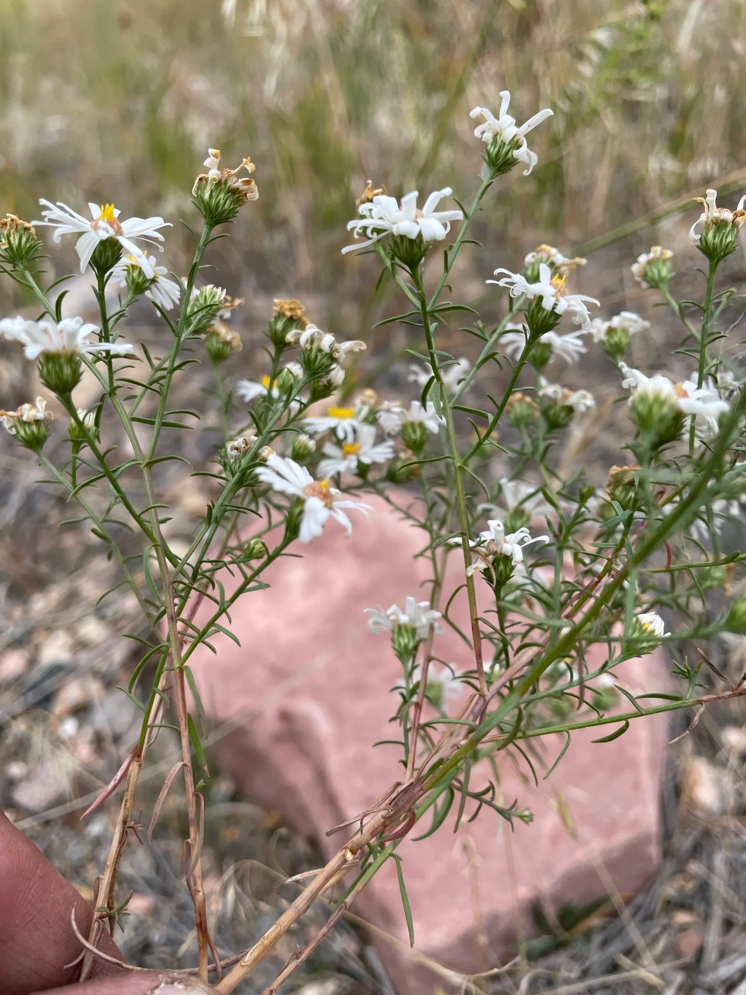 Smooth Aster (Symphyotrichum Laeve 'Bluebird') — perennial with blue blooms; this plant prefers full sun to part shade and thrives in well-drained soil