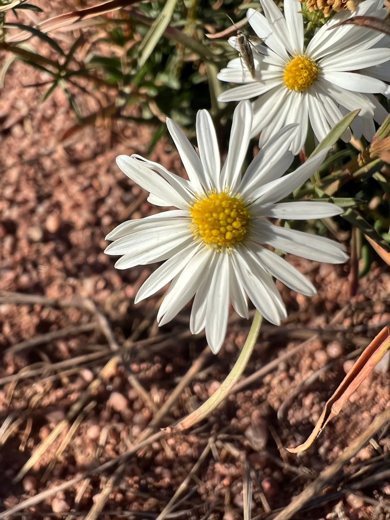 Smooth Aster (Symphyotrichum Laeve 'Bluebird') — but deadheading can encourage a longer blooming period; showcasing its adaptability to various, image 84