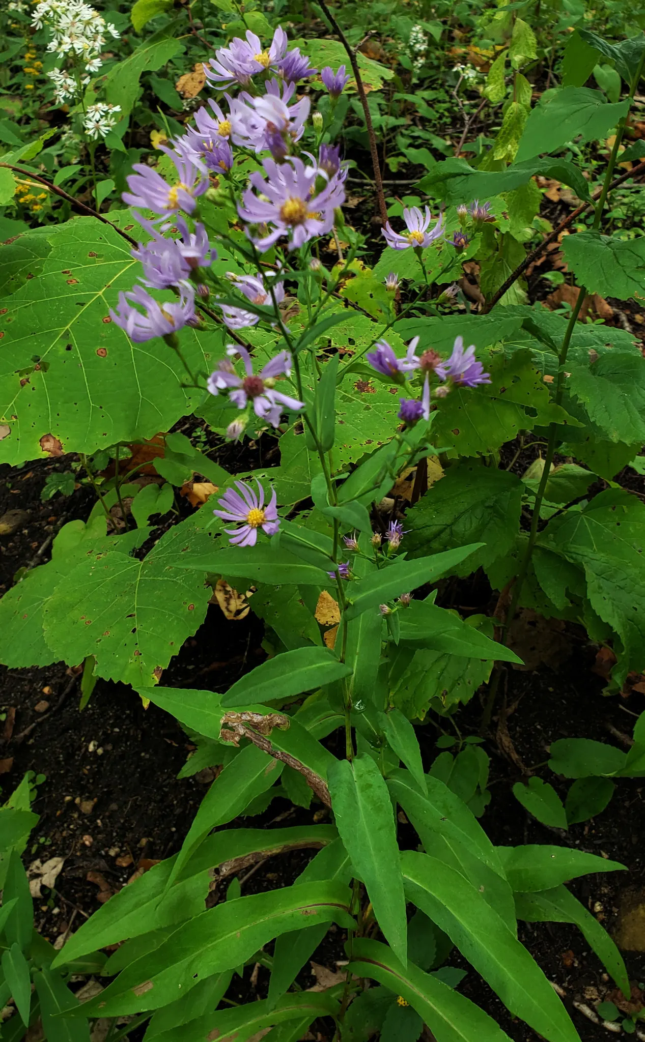 Smooth Aster (Symphyotrichum Laeve 'Bluebird') — showcasing its adaptability to various garden conditions; peaking around September through