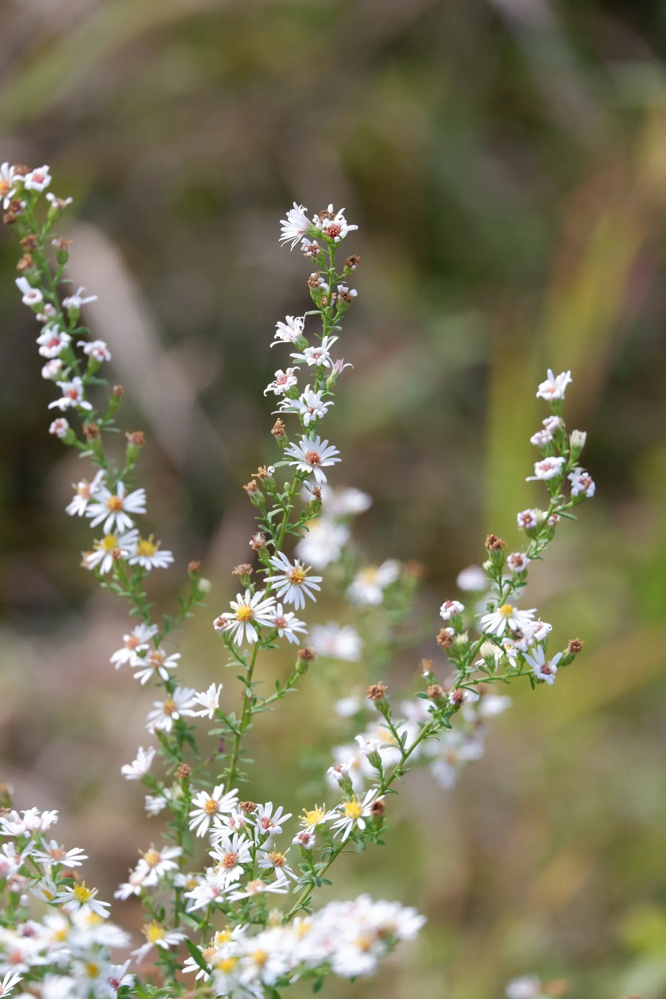 Smooth Aster (Symphyotrichum Laeve 'Bluebird') — this variety is resistant to many pests and diseases