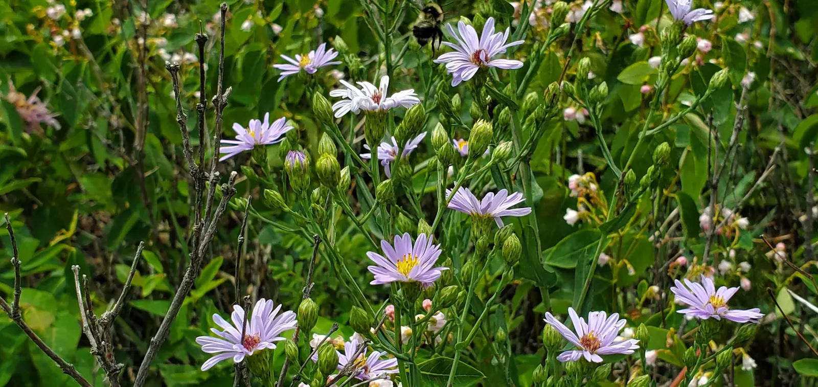 Smooth Aster (Symphyotrichum Laeve 'Bluebird') — the Smooth Aster forms an upright clump that is ideal for the middle or back borders of a garden, image 43