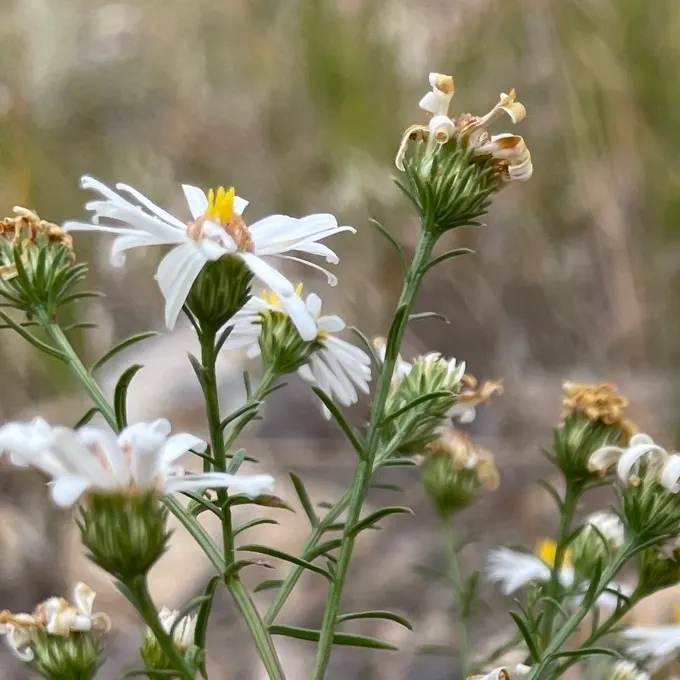 Smooth Aster (Symphyotrichum Laeve 'Bluebird') — this variety is resistant to many pests and diseases; is a captivating perennial that should be a, image 68