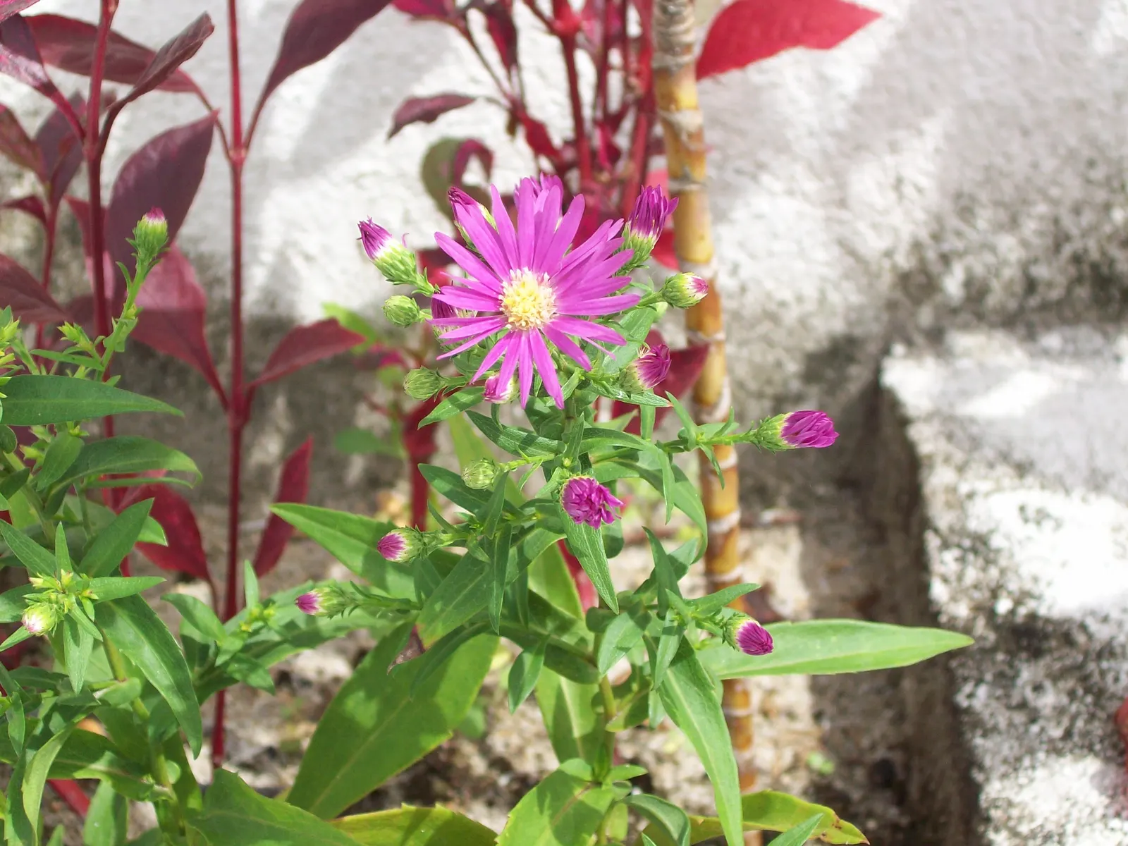 Smooth Aster (Symphyotrichum Laeve 'Bluebird') — perennial with blue blooms; this plant prefers full sun to part shade and thrives in well-drained, image 53