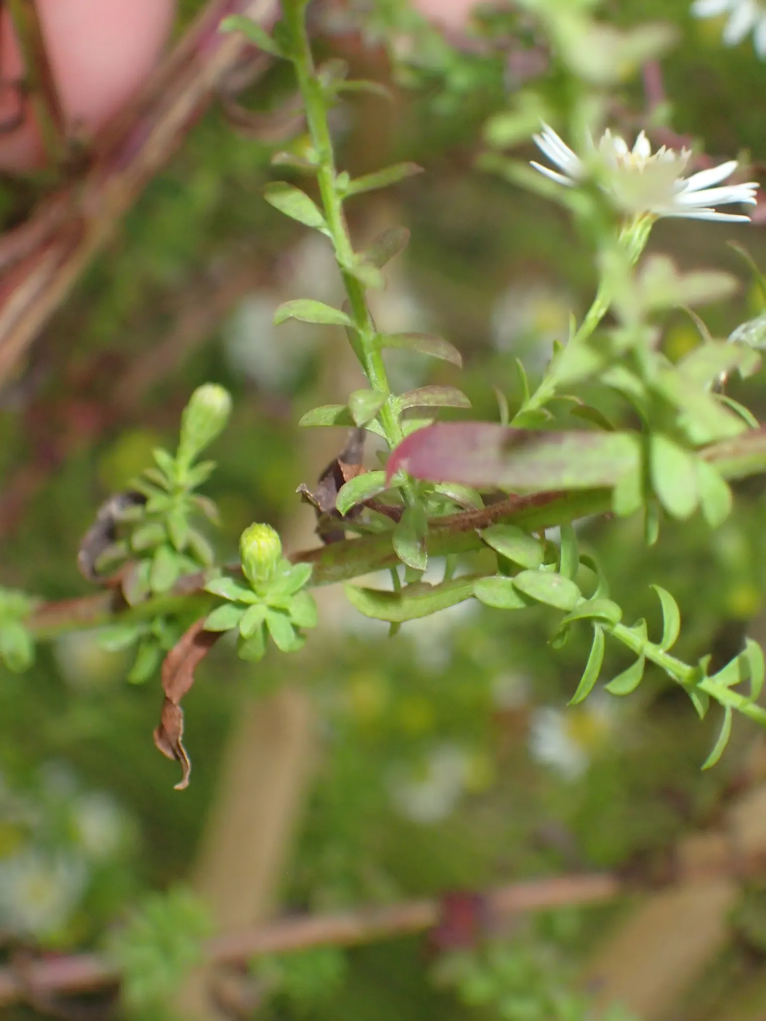 Smooth Aster (Symphyotrichum Laeve 'Bluebird') — This hardy aster thrives in zones 4-8, reaching 2-3 feet in height and spreading up to 2 feet