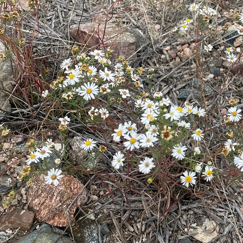 Smooth Aster (Symphyotrichum Laeve 'Bluebird') — This plant prefers full sun to part shade and thrives in well-drained soil; perennial with blue, image 80
