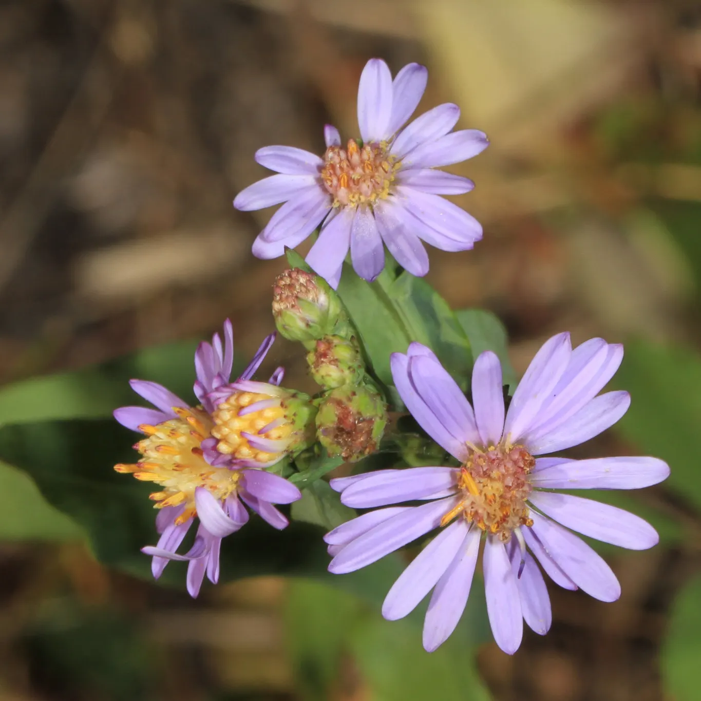 Smooth Aster (Symphyotrichum Laeve 'Bluebird') — perennial for full; enriching your client's garden with both beauty and biodiversity