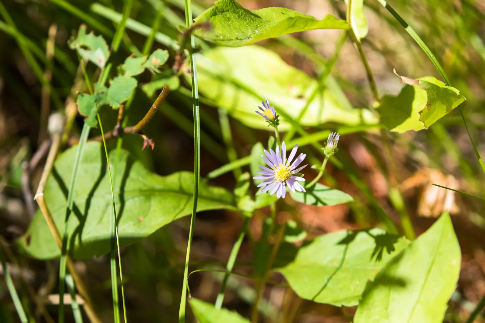 Smooth Aster (Symphyotrichum Laeve 'Bluebird') — This plant prefers full sun to part shade and thrives in well-drained soil; perennial with blue, image 62