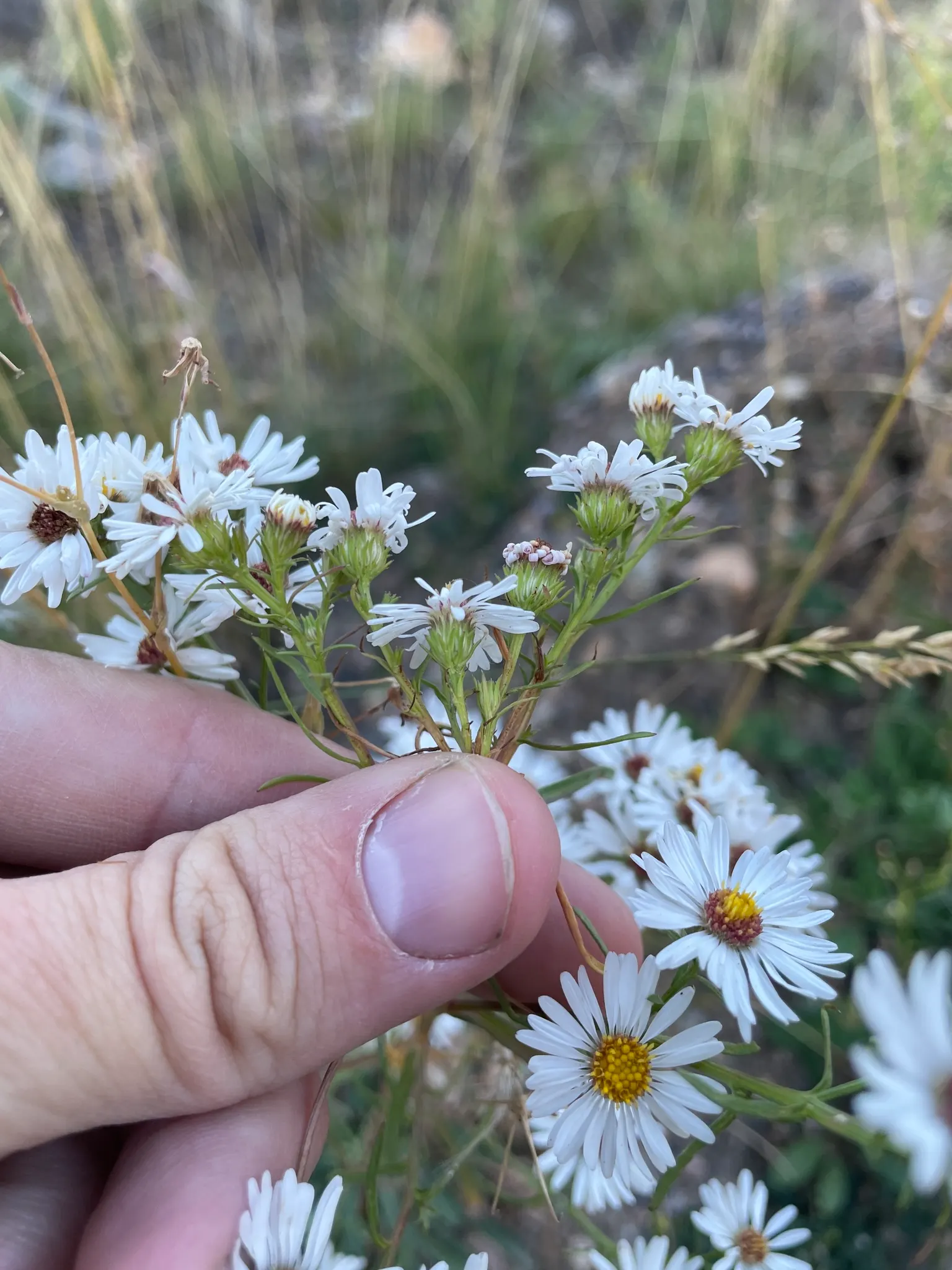 Smooth Aster (Symphyotrichum Laeve 'Bluebird') — With a hardiness range from USDA zones 4 through 8; and a light pruning in late winter prepares it, image 46