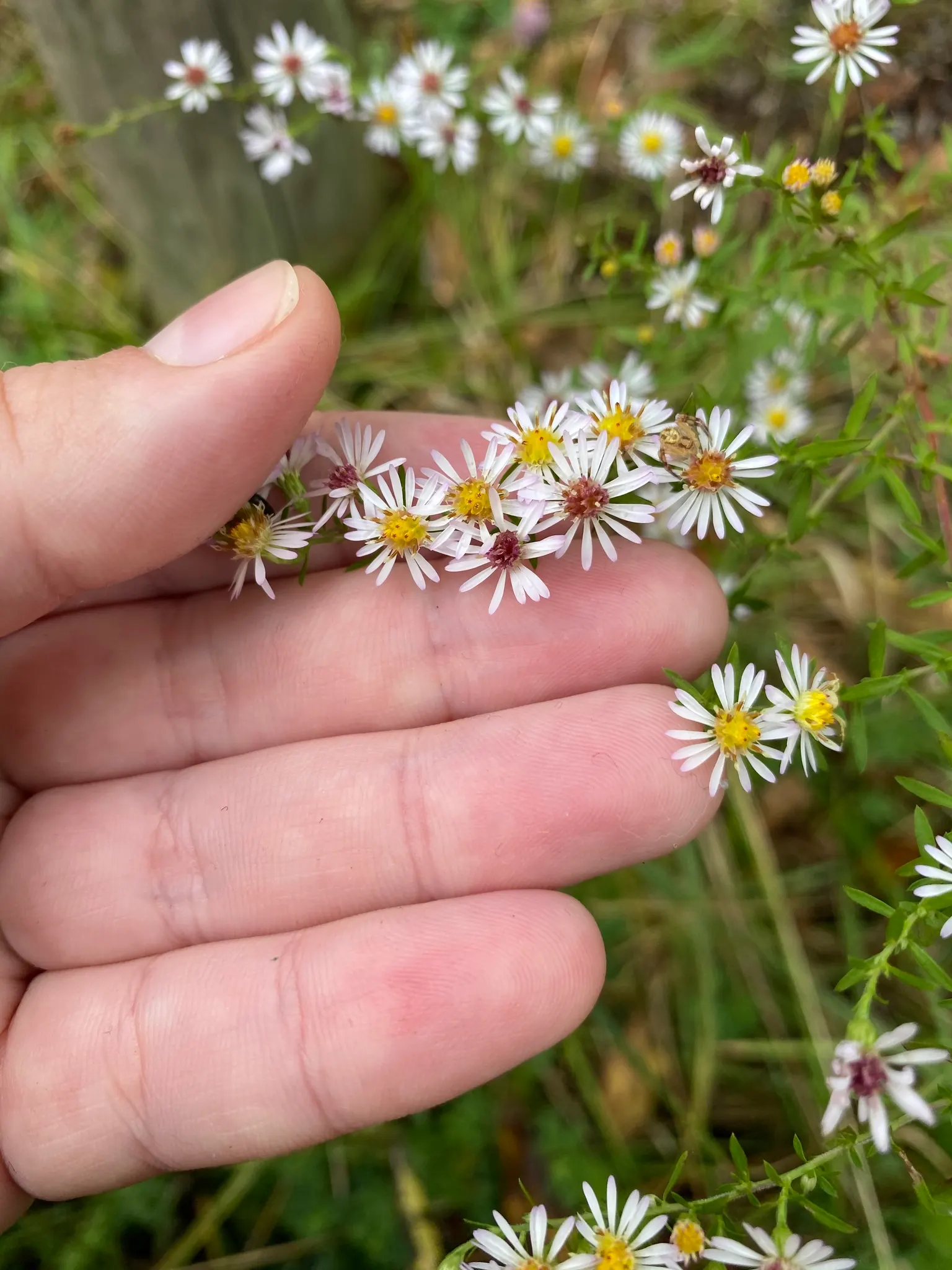 Smooth Aster (Symphyotrichum Laeve 'Bluebird') — showcasing its adaptability to various garden conditions; peaking around September through, image 81