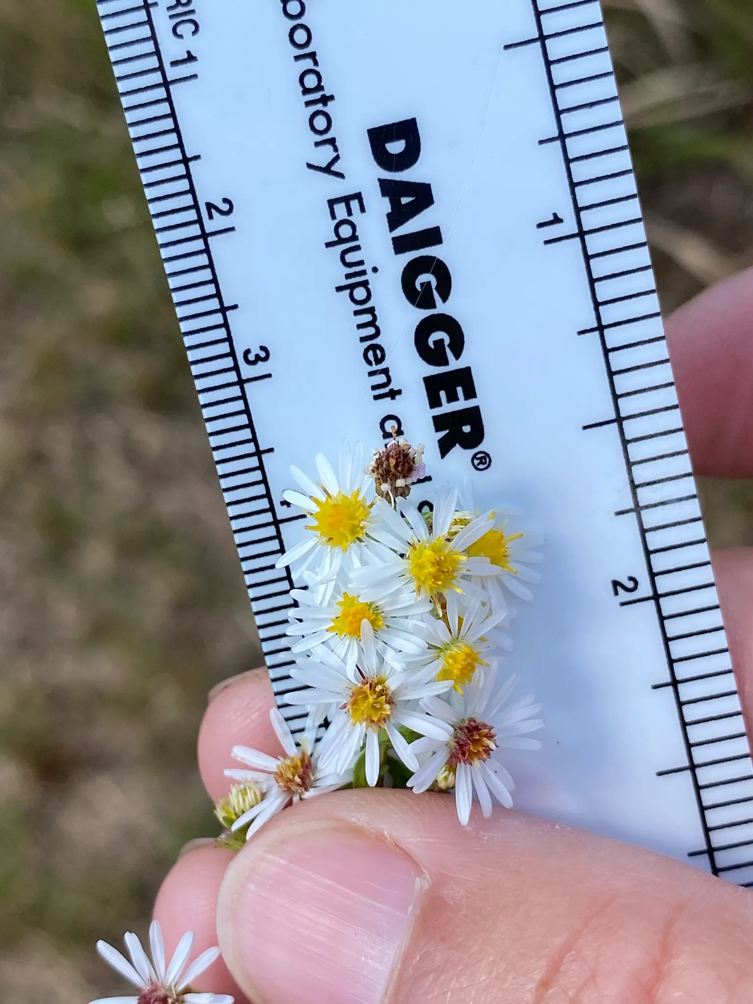 Smooth Aster (Symphyotrichum Laeve 'Bluebird') — Its noteworthy sky-blue flowers bloom profusely in fall, attracting butterflies and bees, image 75
