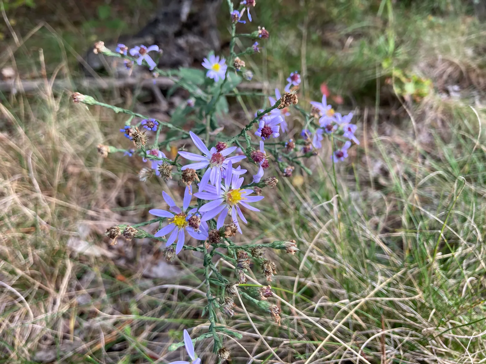 Smooth Aster (Symphyotrichum Laeve 'Bluebird') — enriching your client's garden with both beauty and biodiversity; but deadheading can encourage a, image 69