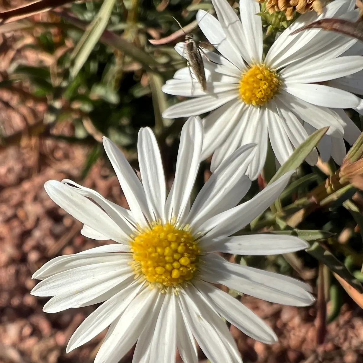 Smooth Aster (Symphyotrichum Laeve 'Bluebird') — showcasing its adaptability to various garden conditions; peaking around September through, image 63