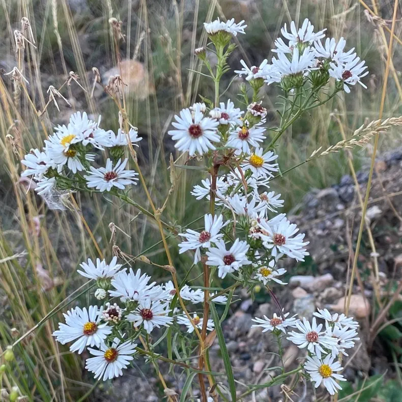 Smooth Aster (Symphyotrichum Laeve 'Bluebird') — perennial for full; enriching your client's garden with both beauty and biodiversity, image 72