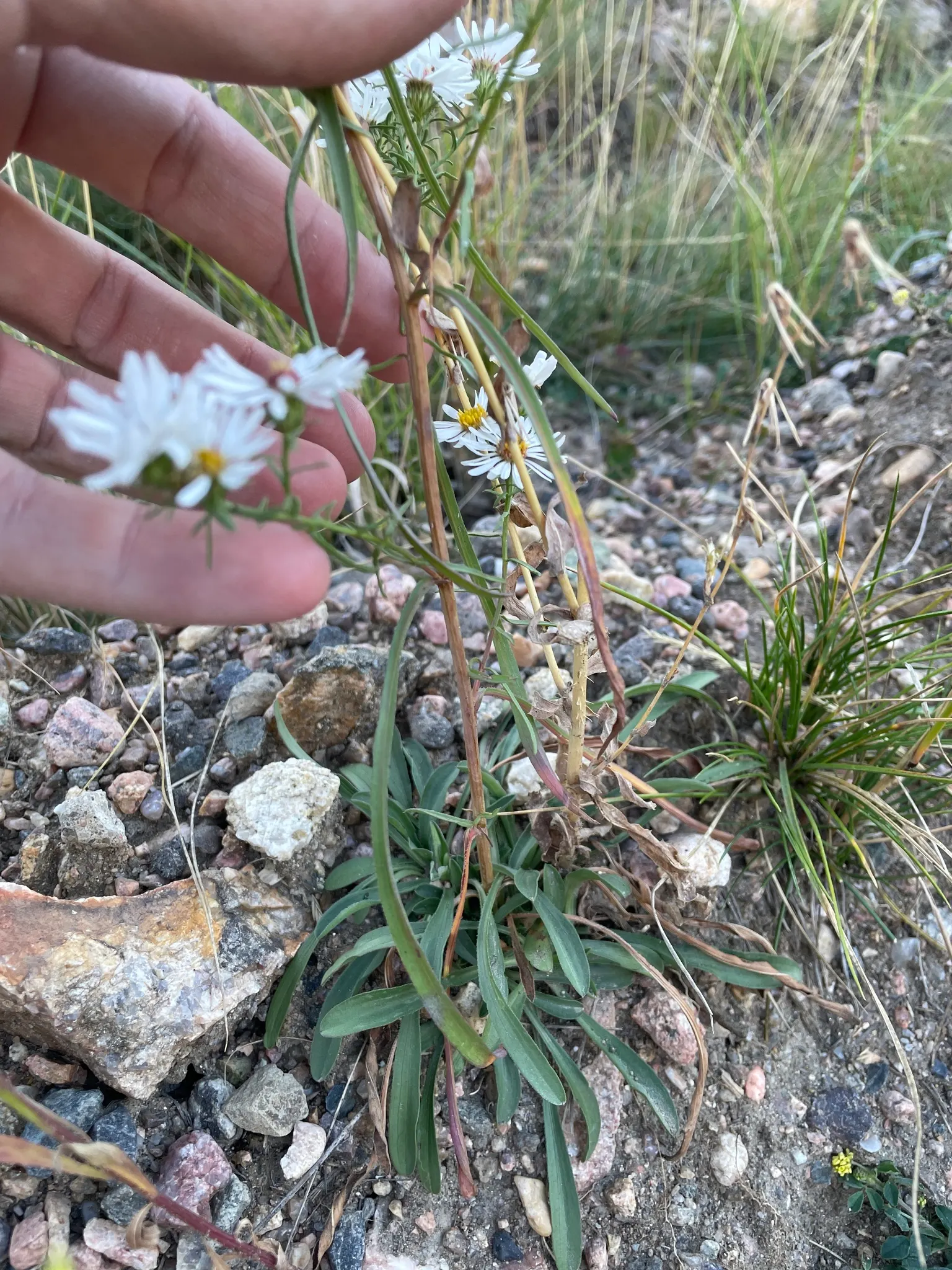 Smooth Aster (Symphyotrichum Laeve 'Bluebird') — perennial for full; enriching your client's garden with both beauty and biodiversity, image 54
