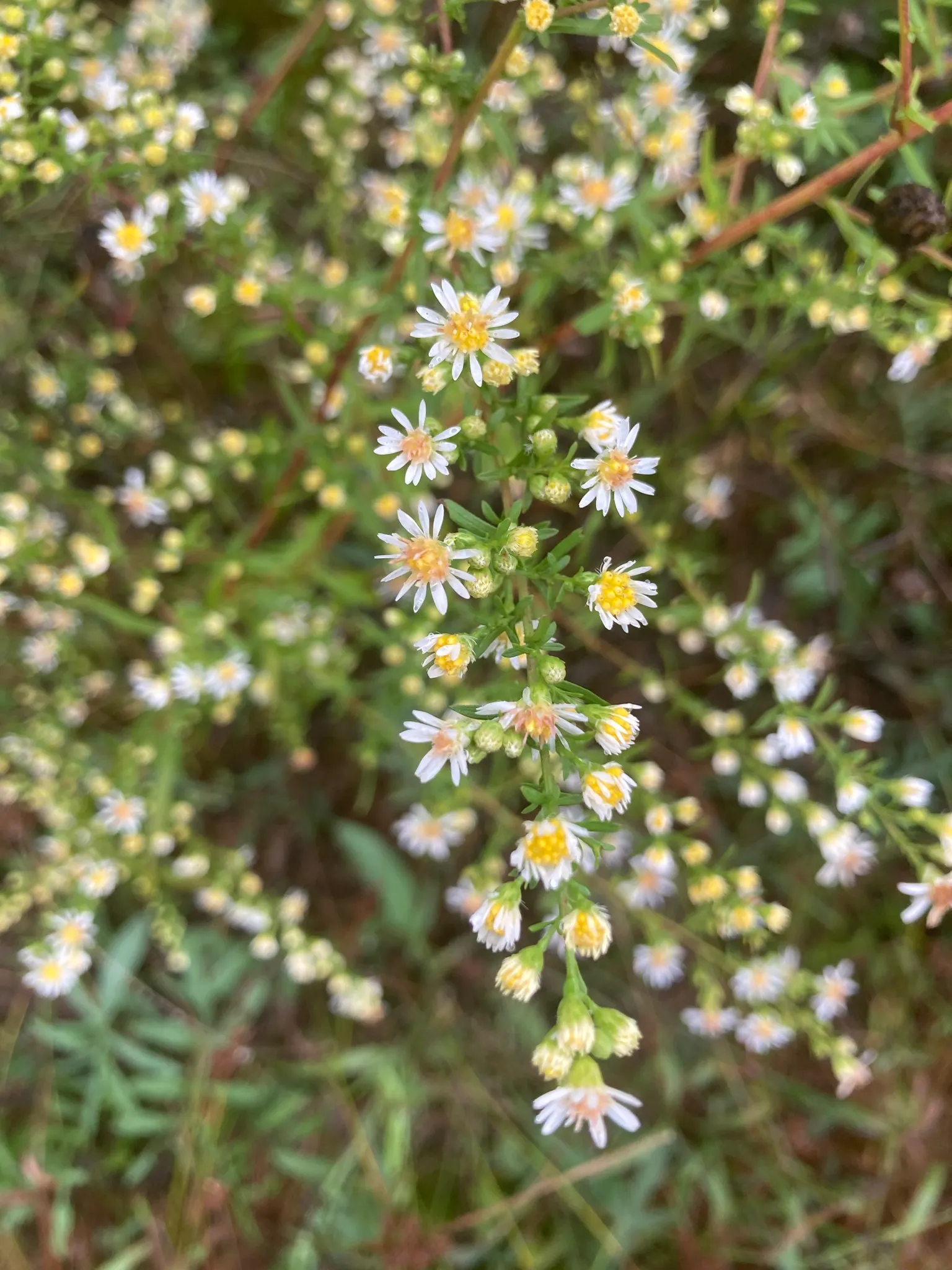 Smooth Aster (Symphyotrichum Laeve 'Bluebird') — With a hardiness range from USDA zones 4 through 8; and a light pruning in late winter prepares it for the