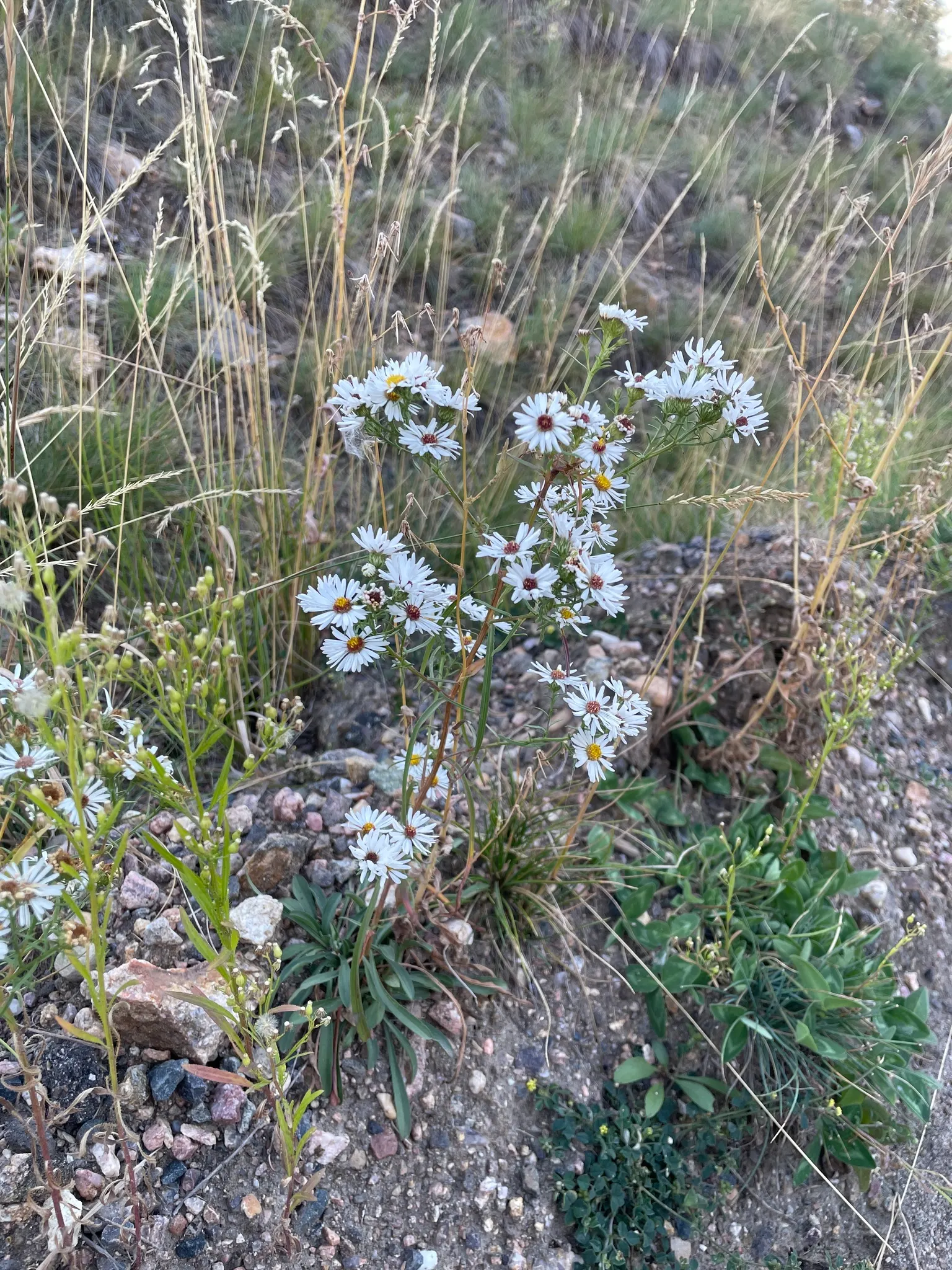 Smooth Aster (Symphyotrichum Laeve 'Bluebird') — is a captivating perennial that should be a must-have in your client's garden; this variety is, image 59