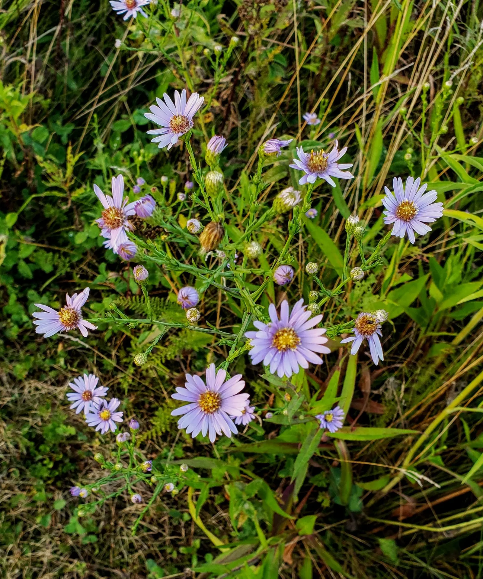 Smooth Aster (Symphyotrichum Laeve 'Bluebird') — adding dynamism to the garden ecosystem; this hardy aster thrives in zones 4-8, reaching 2-3 feet in height