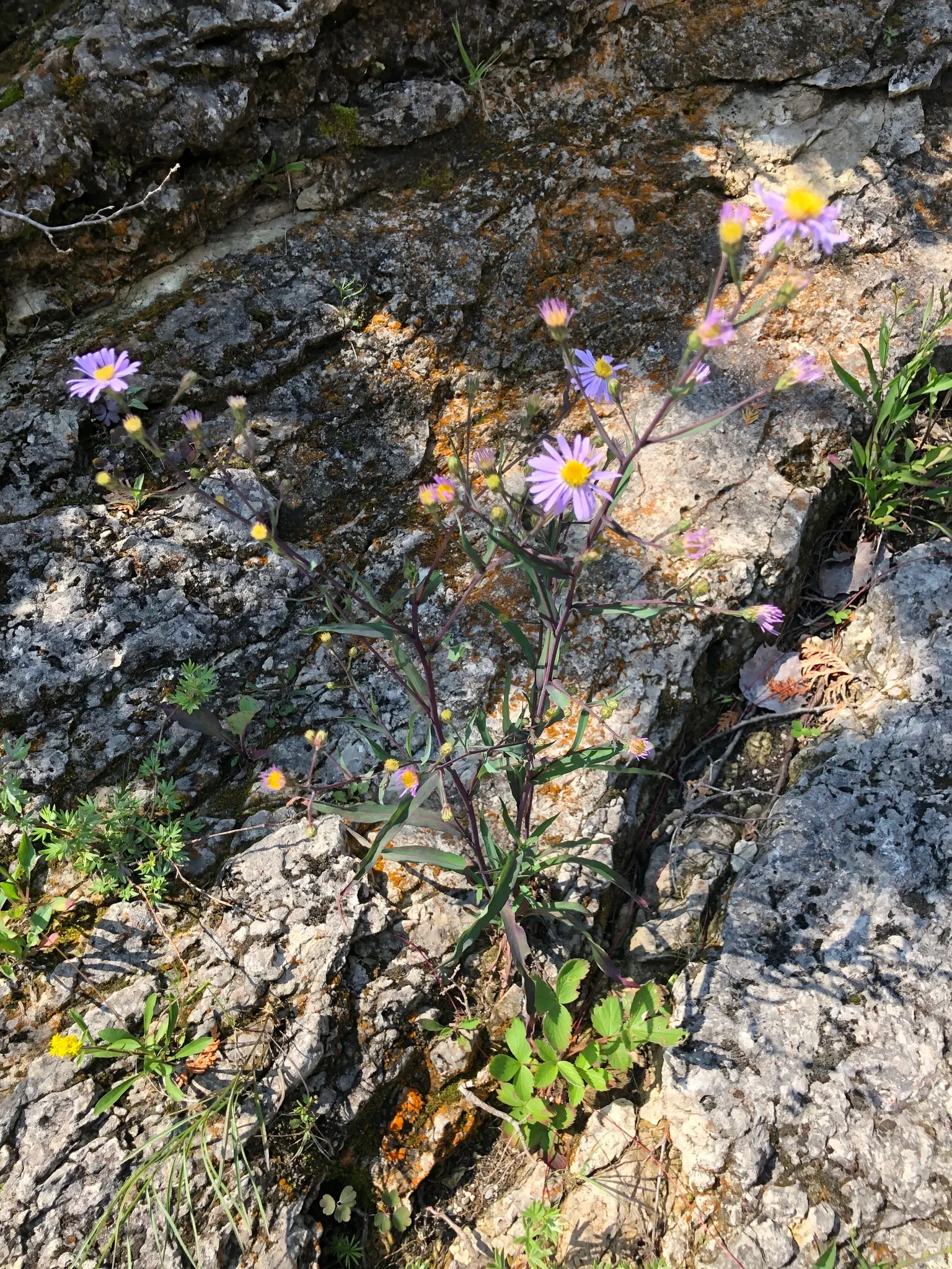 Smooth Aster (Symphyotrichum Laeve 'Bluebird') — and a light pruning in late winter prepares it for the upcoming growing season; blue flowers in, image 49