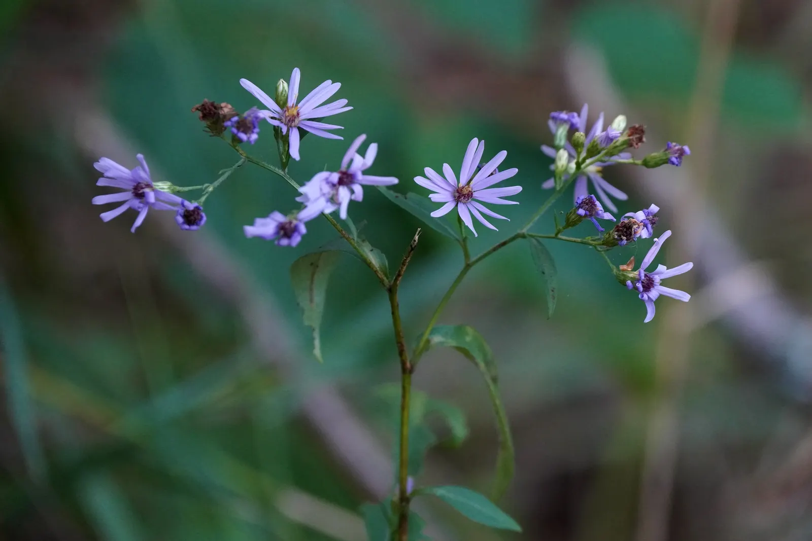 Smooth Aster (Symphyotrichum Laeve 'Bluebird') — showcasing its adaptability to various garden conditions; peaking around September through, image 45