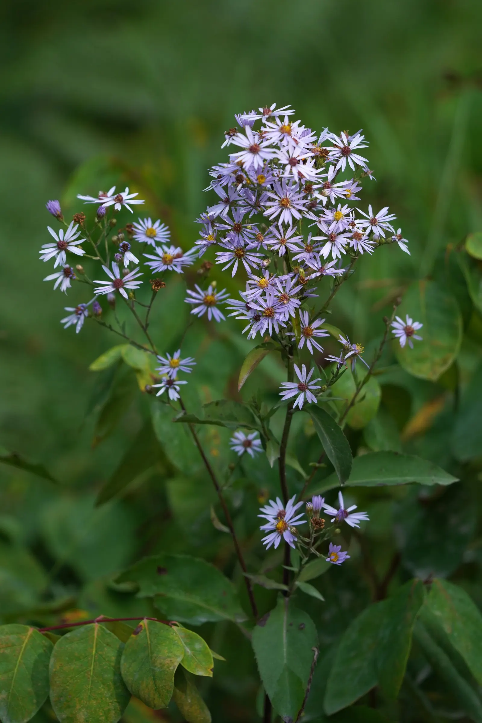 Smooth Aster (Symphyotrichum Laeve 'Bluebird') — This hardy aster thrives in zones 4-8, reaching 2-3 feet in height and spreading up to 2 feet, image 56