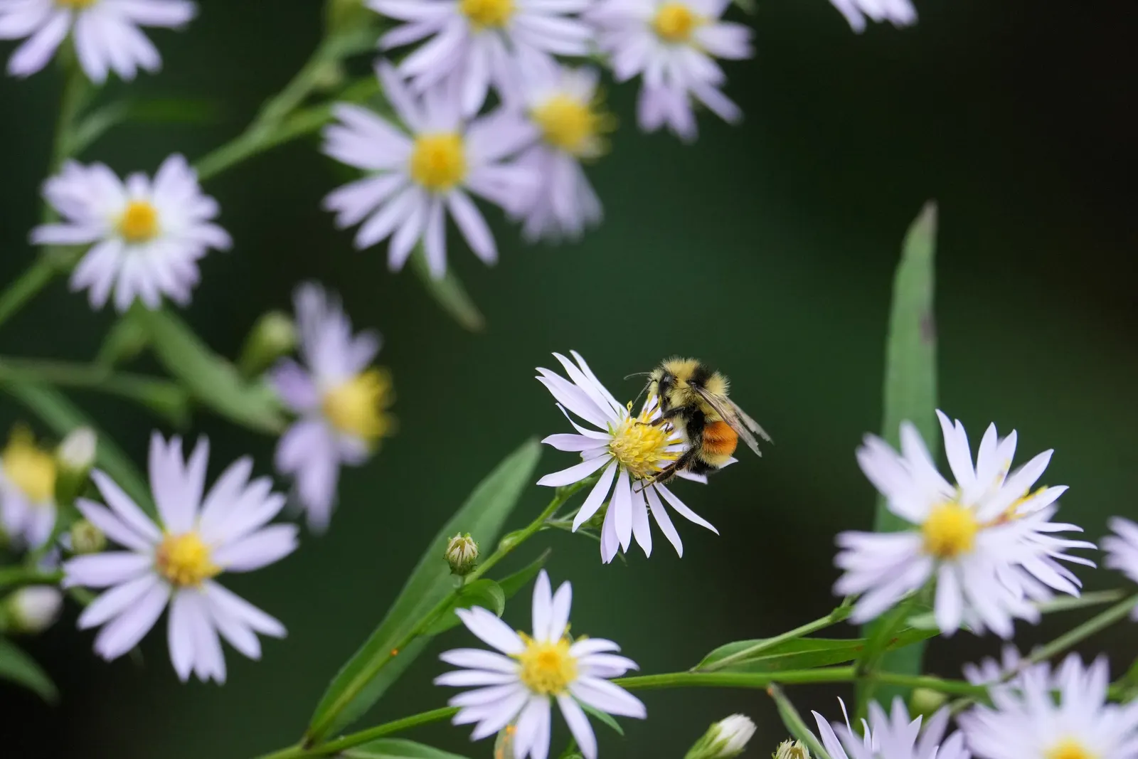 Smooth Aster (Symphyotrichum Laeve 'Bluebird') — Its noteworthy sky-blue flowers bloom profusely in fall, attracting butterflies and bees, image 39